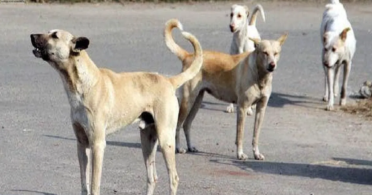 Man booked for 'abusing' stray dogs in Delhi